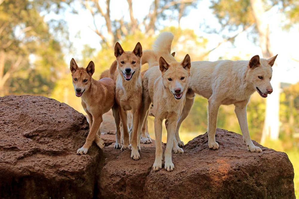 澳洲野犬的生活方式有哪些