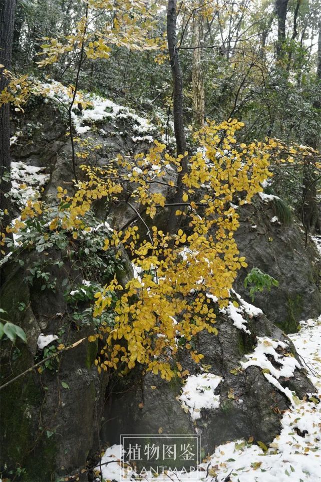 假死柴山胡椒要复活了