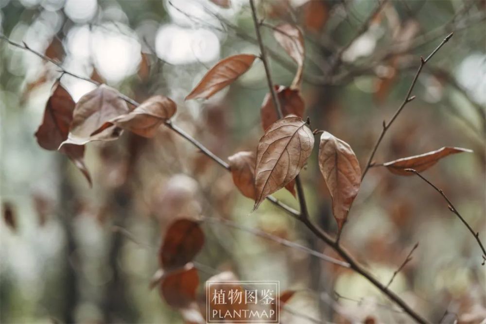 "假死柴"山胡椒要复活了_腾讯新闻