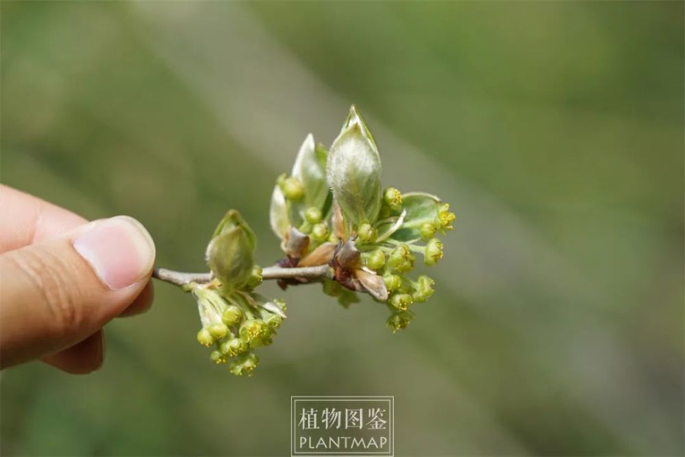 假死柴山胡椒要復活了