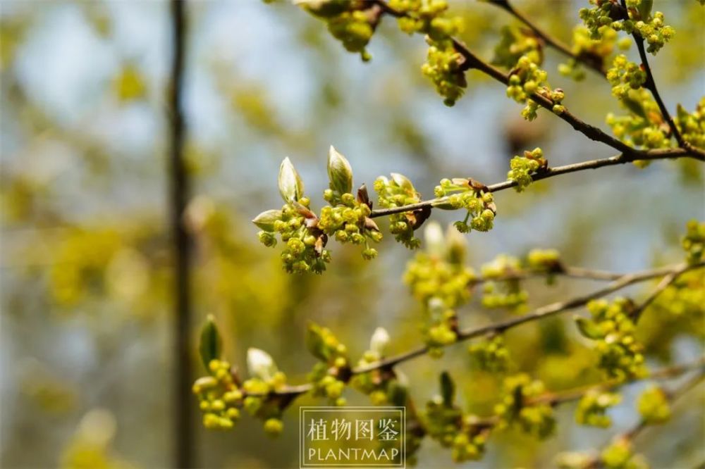 "假死柴"山胡椒要复活了_腾讯新闻