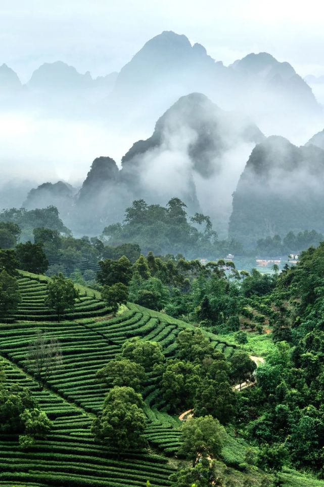 中国的山与茶一文看懂茶叶大国江山图