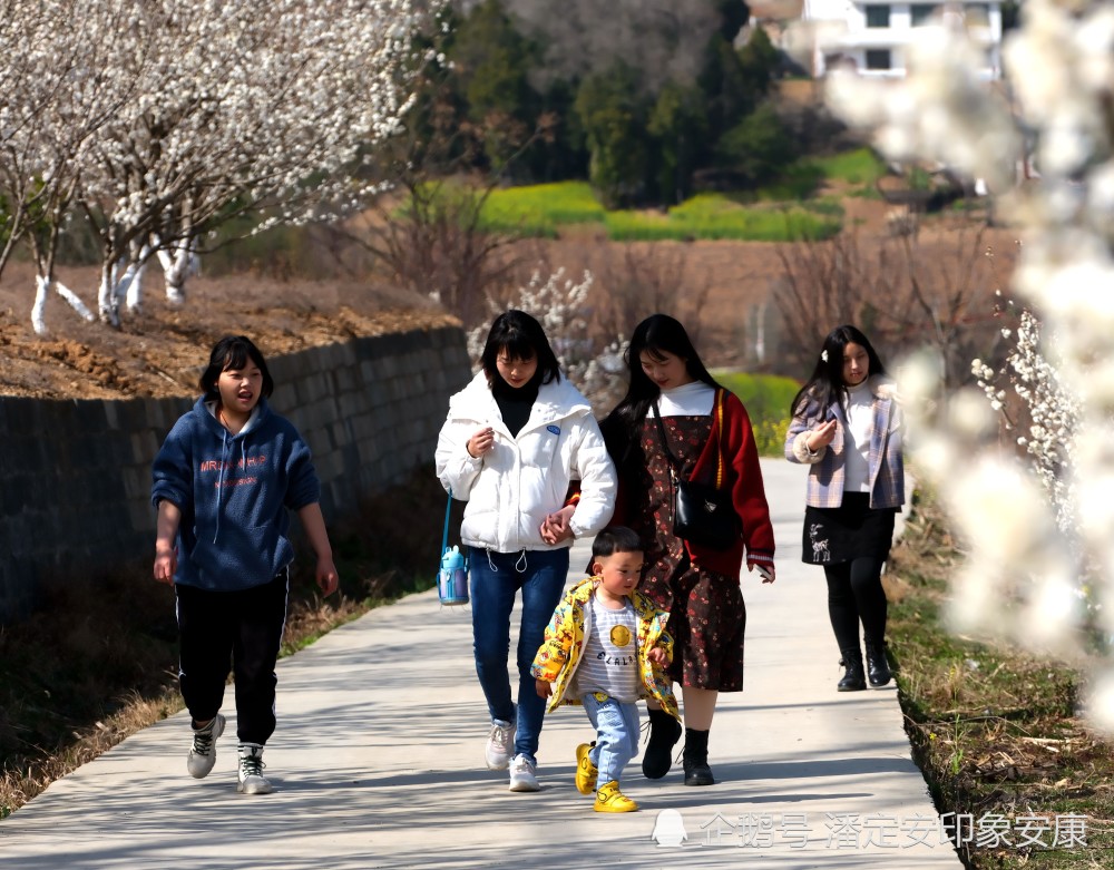 旬阳市段家河镇千亩樱花竞放灿烂汉江两岸