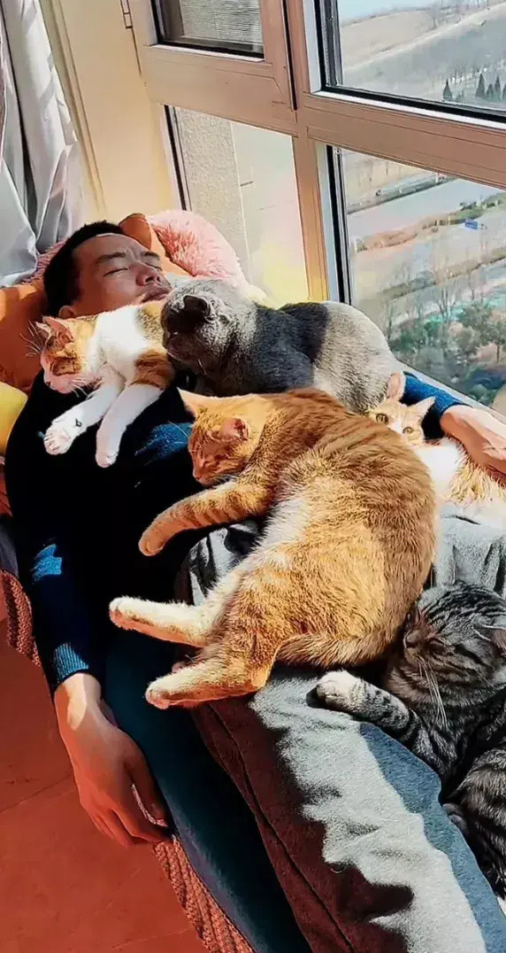 宠物猫和人互相取暖