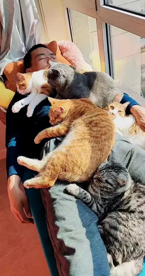 宠物猫和人互相取暖