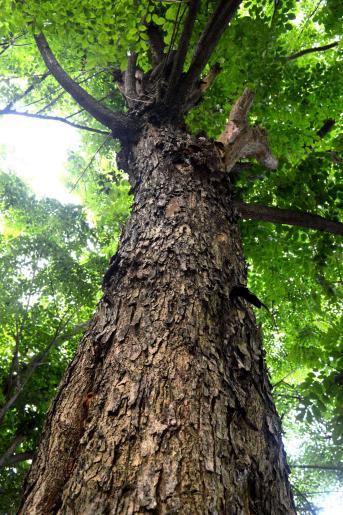 四川山区常见的檀木树图片