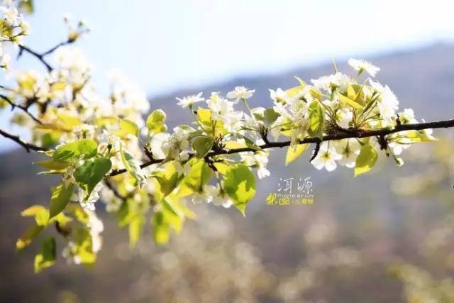 忽如一夜春风来 云南8地梨花成海 一起出发吧 梨花村 梨园 洱源 云南 一起出发