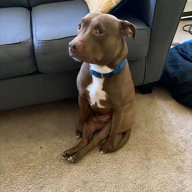 狗狗奇葩行为大盘点笑不活了这是谁家的傻狗