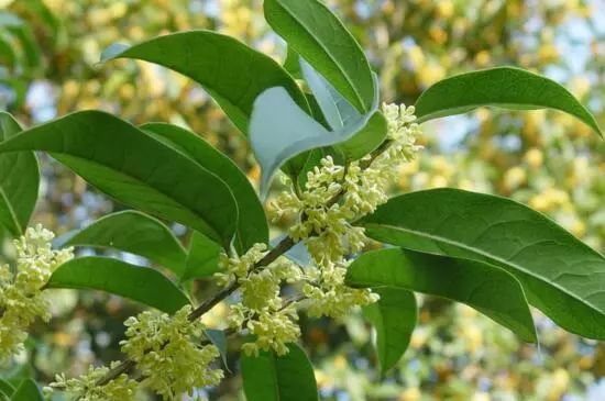 桂花四季桂哪个品种最好(四季桂花什么品种最香花期最长)