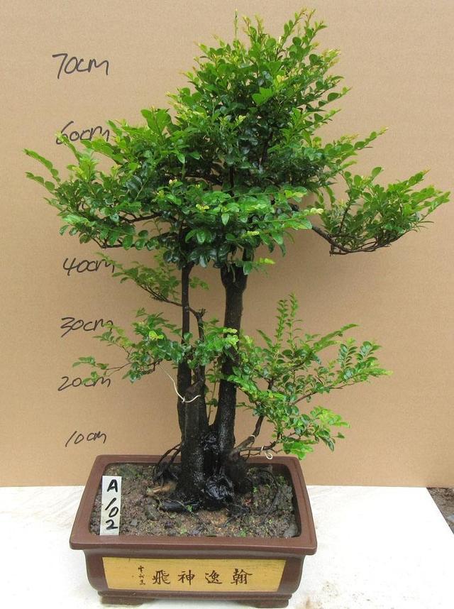 小叶紫檀盆景好养易活,不怕干不怕冻,家里养上一盆寓意好