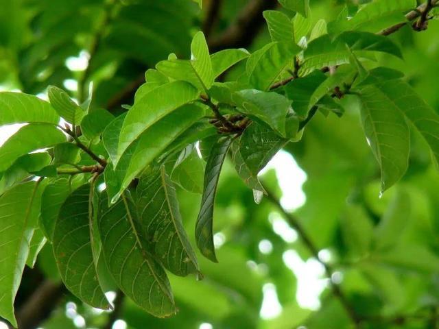 见血封喉除了是武林中的绝学以外也是世界上最毒的树木