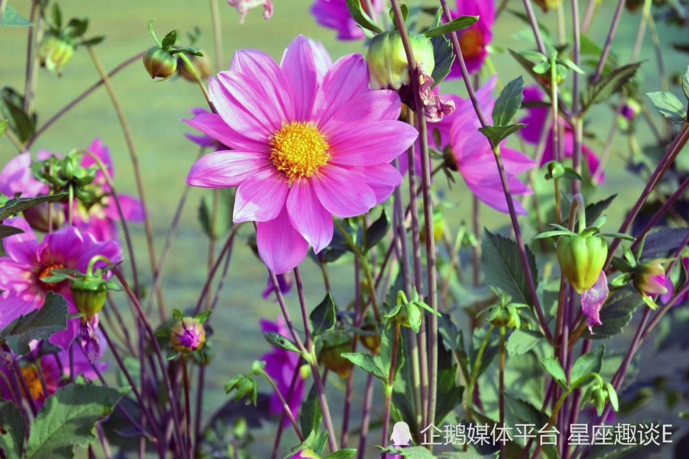 3月9日 13日星座運勢 雷厲風行 寄予厚望的四大星座 星座 天天看點