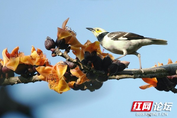 三月莺时百花开,鸟舞花香传春意|爱海|小鸟|木棉花