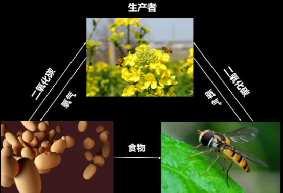 月球上能不能種菜中國科學家的9天實驗引發國際轟動