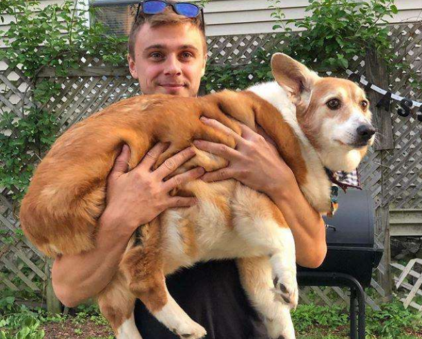 寿命不长的柯基犬通常有这7个特点你家狗有吗