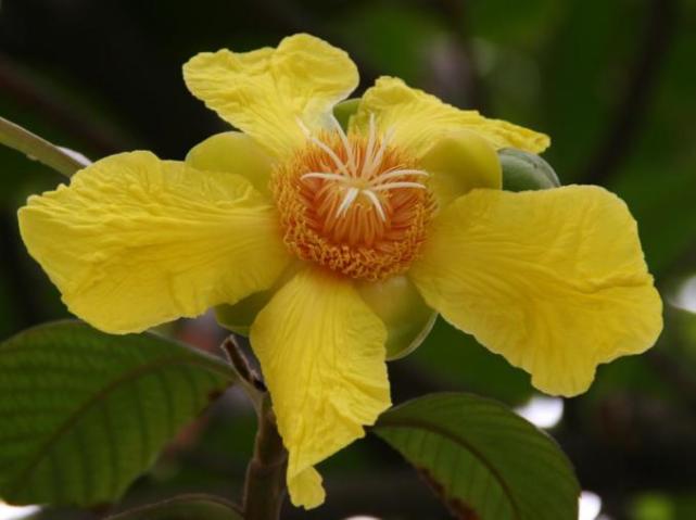 深色名贵硬木"新贵"——五桠果