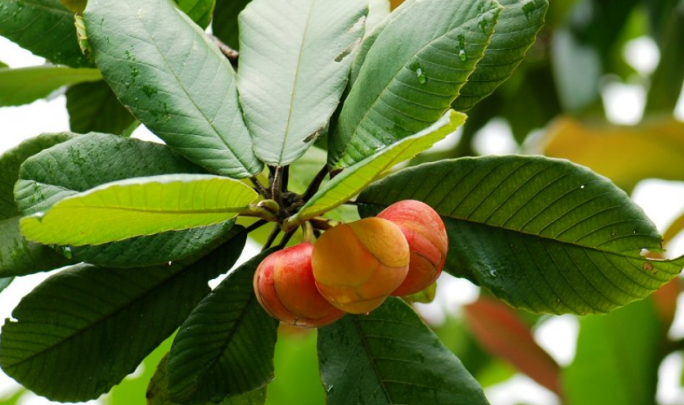 深色名贵硬木"新贵"——五桠果_腾讯新闻