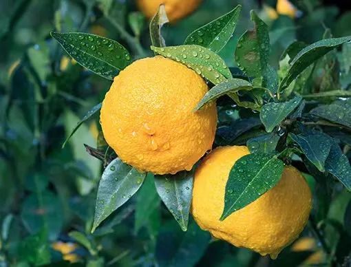 临江仙日本柚子成为某人的光