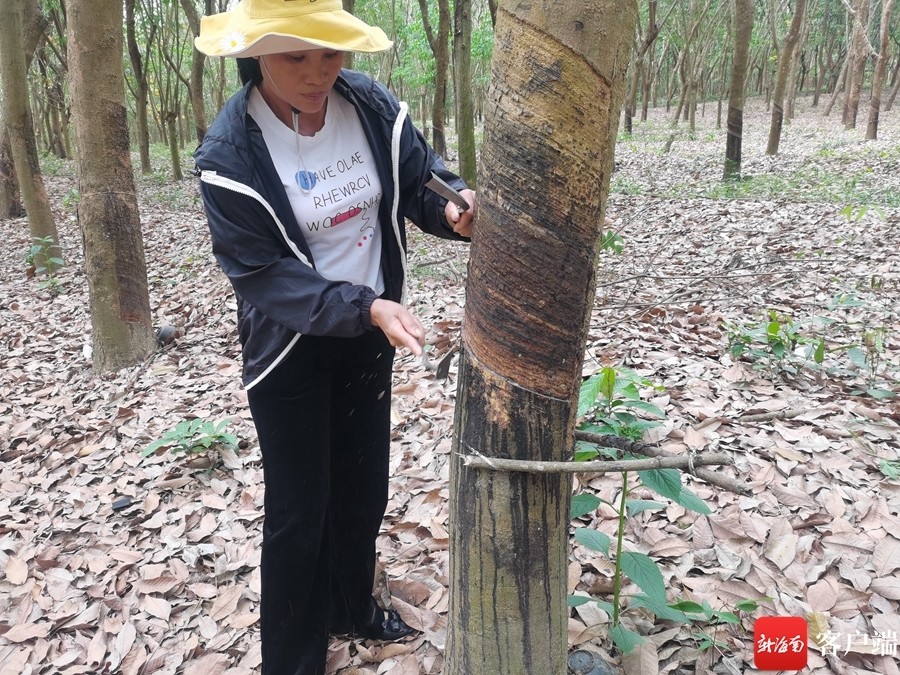 生產隊找到韋芳,請求她加入割膠的隊伍當中,韋芳答應了.