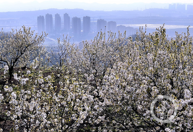 重庆玉峰山樱桃基地图片