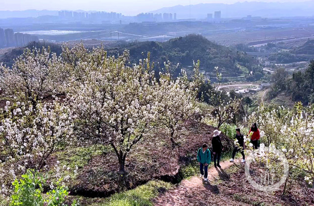 賞花正當時|玉峰山千畝櫻桃花盛開 繁花滿山春意濃_騰訊網