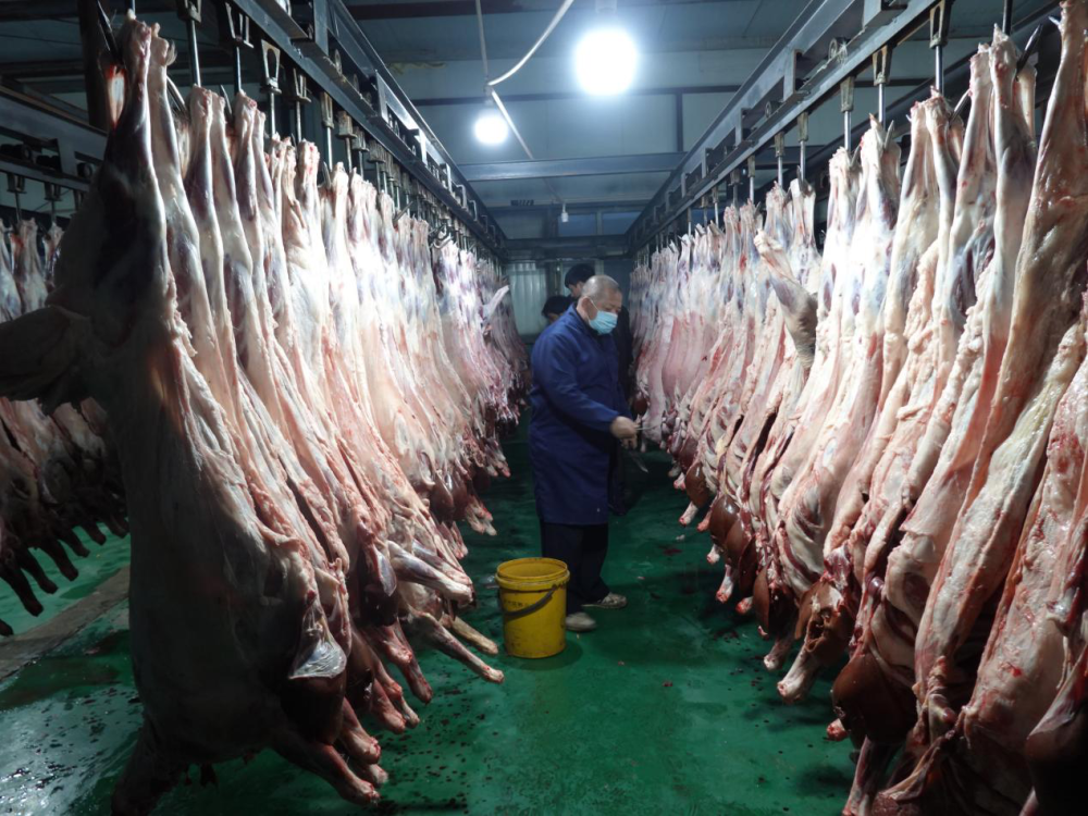 库尔勒集中屠宰安全检疫绿色牛羊肉成香饽饽