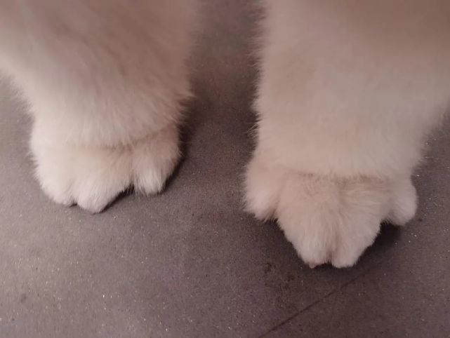 emmm……这毛茸茸的小胖jio没想到一下火了起来于是便拍了几张jiojio