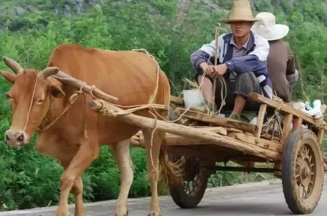 人活著就像一個拉車的牛