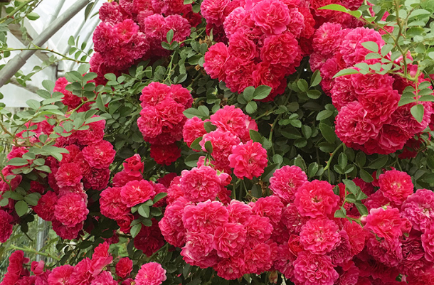 最美爬藤花卉的甜蜜红木香花色红艳花香持久好养易打理