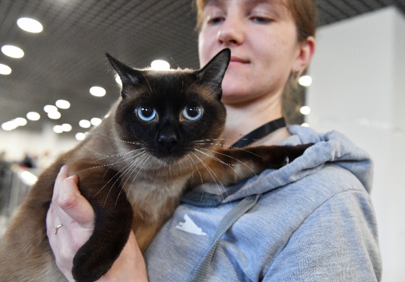 新华社/卫星社东奇尼猫.新华社/卫星社阿比西尼亚猫.