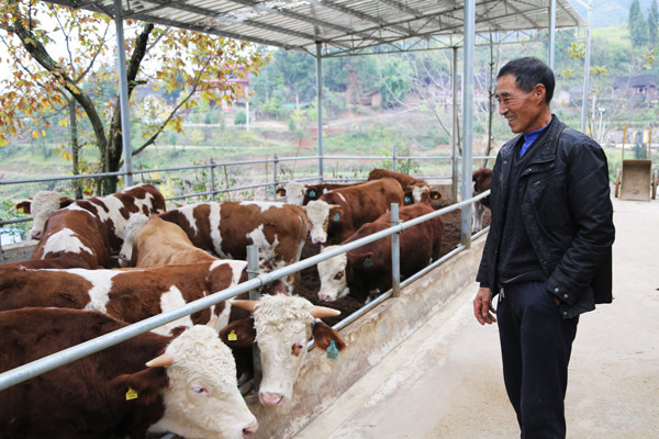 李忠书养殖肉牛李忠书是黄平县新州镇柿花村的一名肉牛养殖大户.