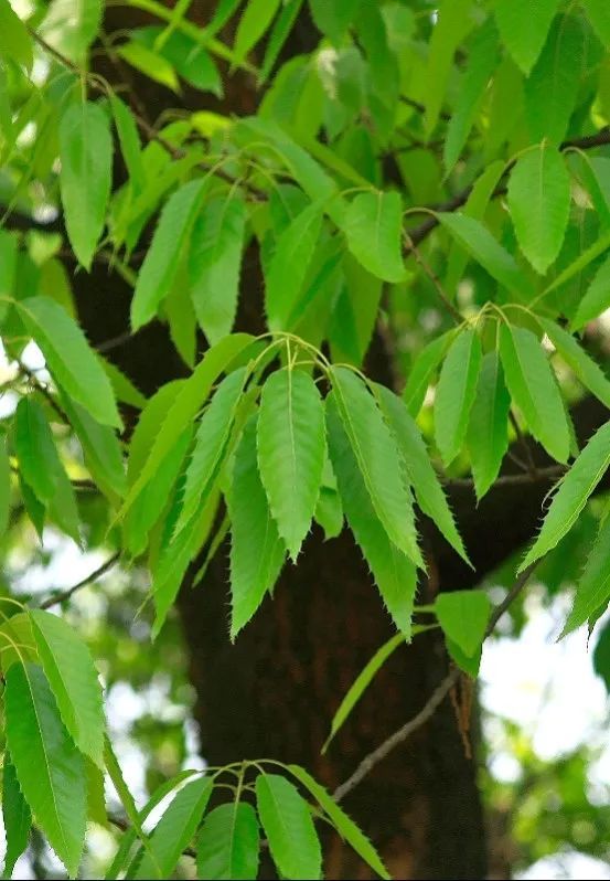 城市园林植物怎么选？这个数据库告诉你_腾讯新闻