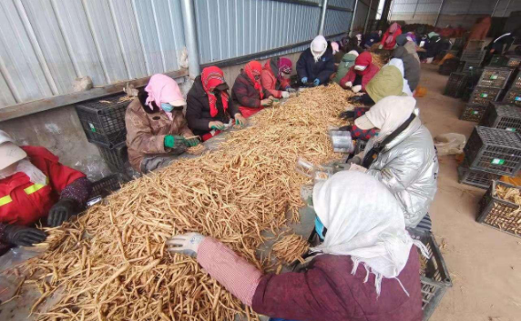 山丹黄参与地耳,野蘑菇,发菜并称为山丹四珍,其形式人参,通体金黄