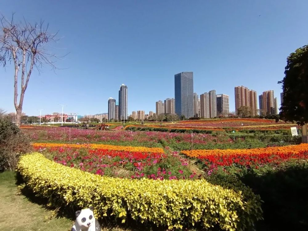 花香随风飘散,角美花海公园里,公园里的花,卖力地绽放!