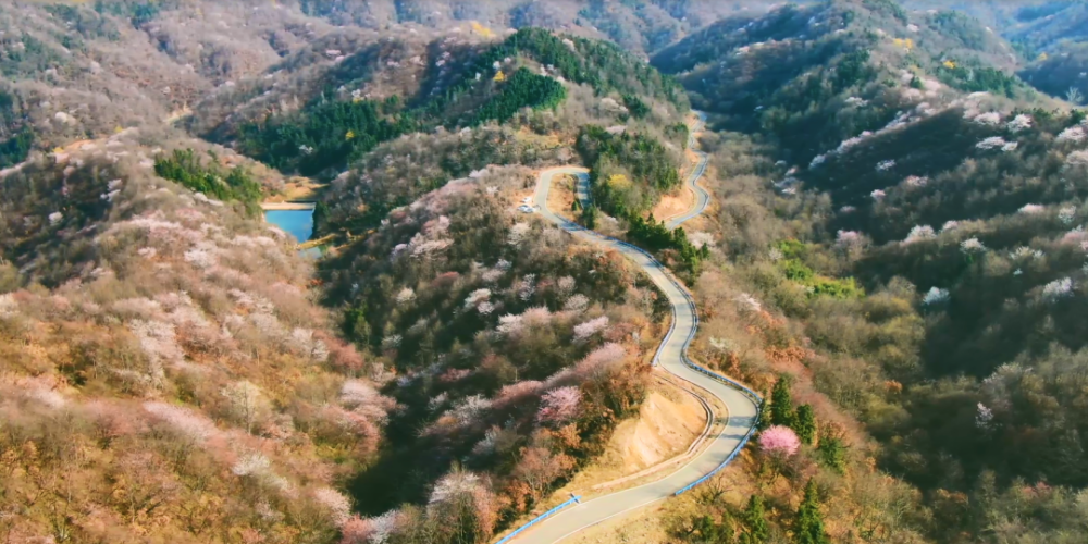 春日●光景又是一年樱花盛放季节,位于县域南部的王母观生态自然风景
