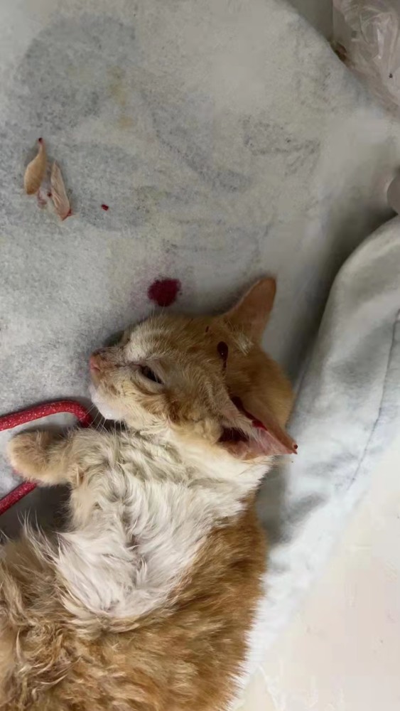 只有穷人才喜欢养猫深圳一男子扬言每天杀一只猫泄愤报复