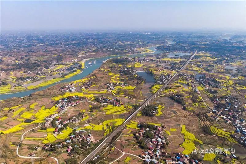 油菜花开3月7日,内江市资中县明心寺镇田坝村,动车组列车在成渝高铁
