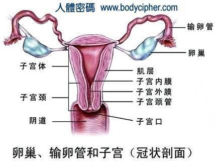 女性人体子宫位于哪里图片