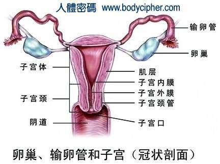 子宫下端变细呈园柱形为子宫颈,其末端突入阴道内.