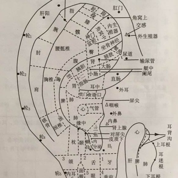 再以拇食指自轮4向上按揉至轮1,再由耳尖向下按揉至耳轮脚,反复按揉至