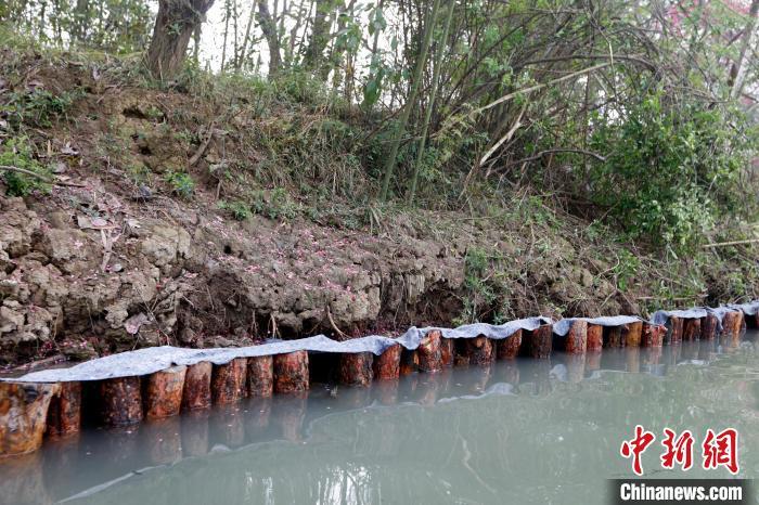 浙江西溪湿地施展驻颜术3000余根松木桩护岸固堤