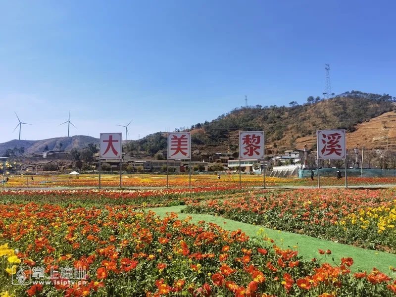 鄉村旅遊會理黎溪大海子百畝花田綻放遊客紛至沓來