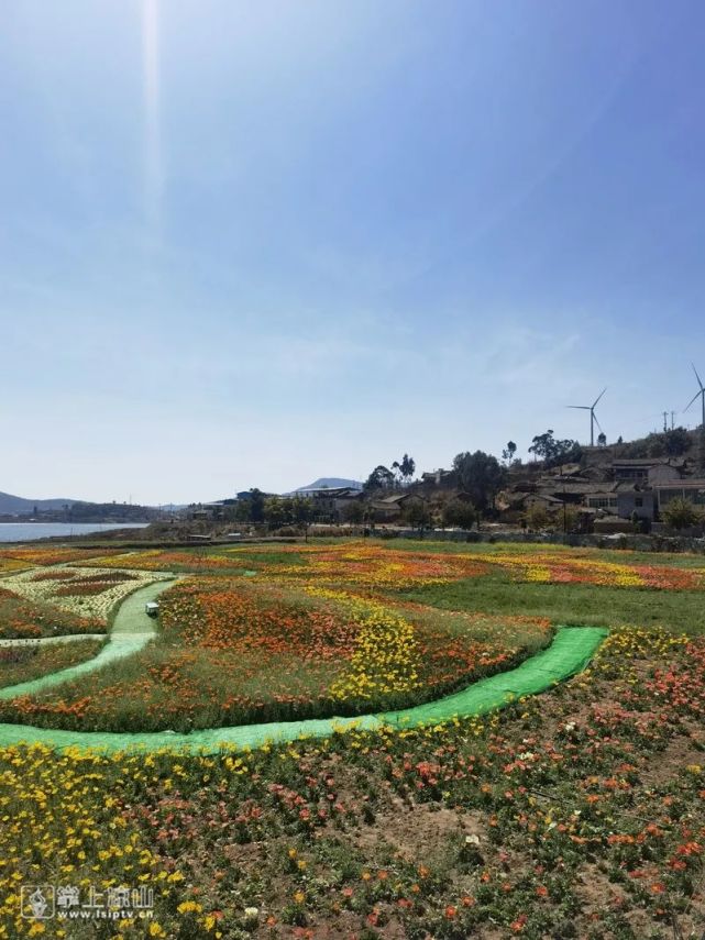 會理:百畝花田綻放 遊客紛至沓來|會理市|黎溪鎮|大海子|觀光園