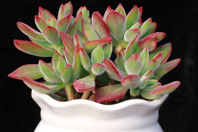 养护多肉植物锦晃星管理好4方面茎叶不徒长叶色亮丽胖嘟嘟