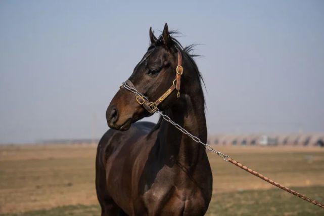 一鸣马业种公马亿通绝影英国中长途冠军中国马主联盟认证