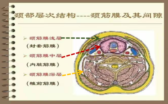 征途】绕不开的膈神经—颈丛阻滞深一点or浅一点|膈神经|颈丛|筋膜