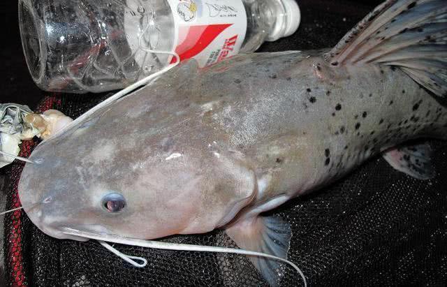 四川男子潜水捕鱼被抓,揭开"水鬼"背后隐藏的秘密_腾讯新闻