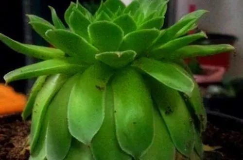 如何防止多肉徒长 多肉徒长原因及正确解决方法 腾讯新闻