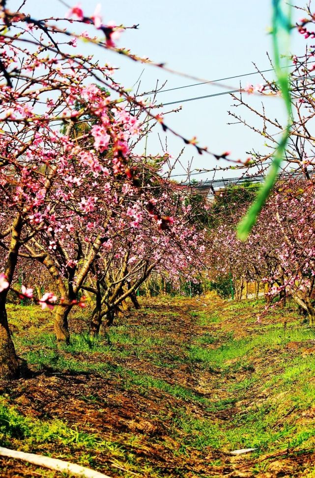 12日开园67|泸州半岛桃花溪500亩桃花已盛开,还有万亩油菜花基地!