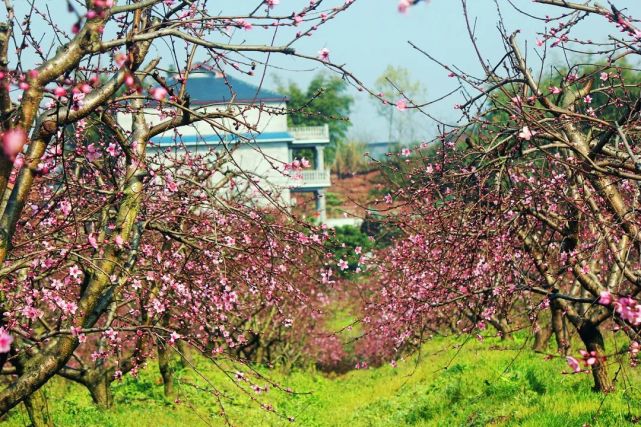 已开园67泸州石寨半岛桃花溪500亩桃花已盛开限时限量门票只要99